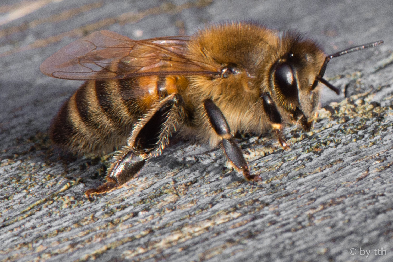 Neuanmeldung von Bienen in NRW